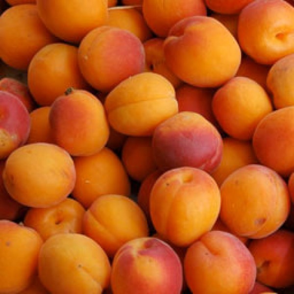 Apricot Coconut Squares Santa Fe Farmers' Market Institute