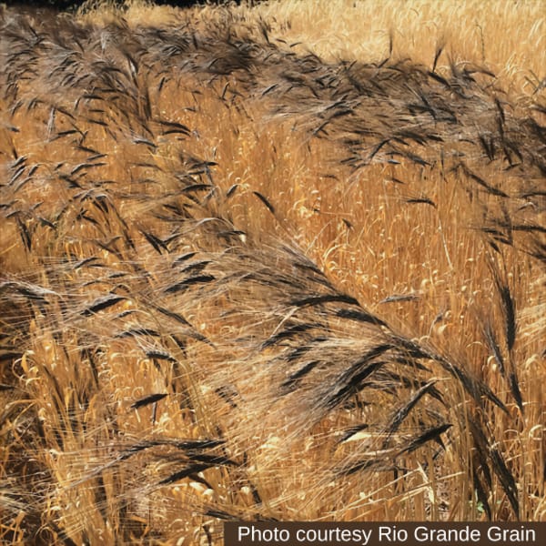 In Praise of Heritage Grains