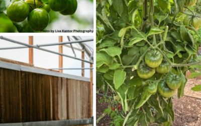 Energy Rising to a Higher Level: Visiting with Khalsa Family Farms, Inc.