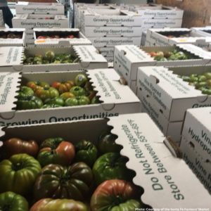 Boxes of luscious Growing Opportunities, Inc. Tomatoes Ready for Market Photo: Courtesy of the Santa Fe Farmers’ Market